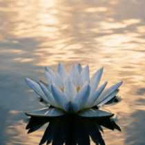 It´s All About You - a free mini course from Heart Wisdom Academy